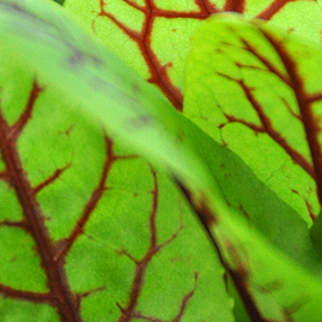 Sorrel, red