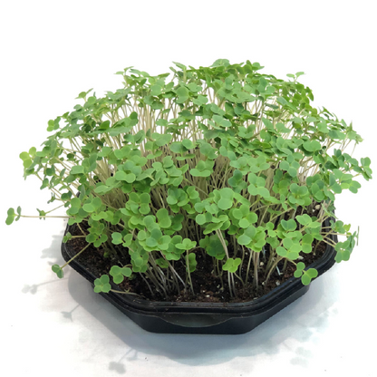 Broccoli Calabrese