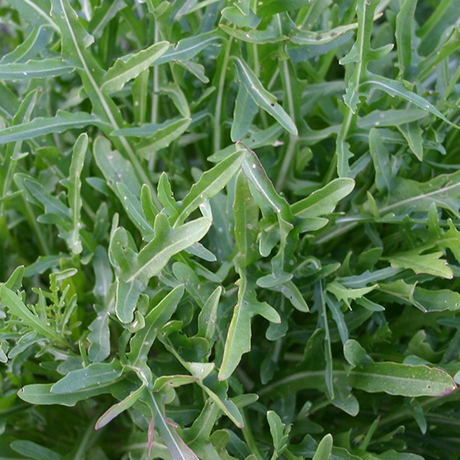 Vild ruccola - EKO