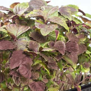 Perilla Red