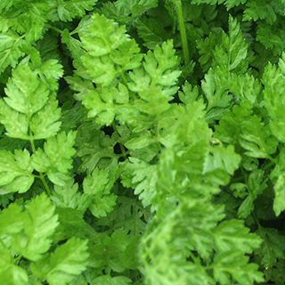 Chervil Fine Curled