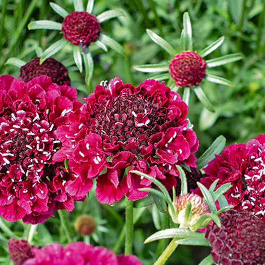 Scabiosa Cherry Red