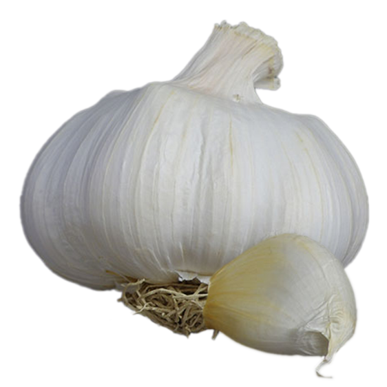 Vitlök Aulxito