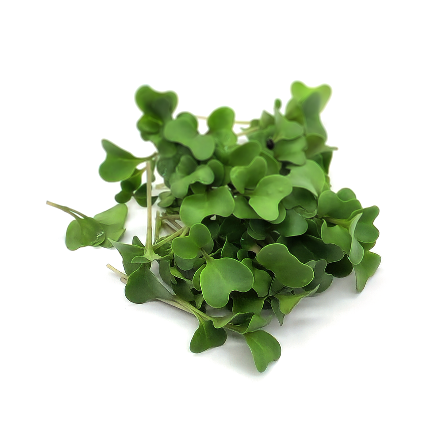 Broccoli Calabrese
