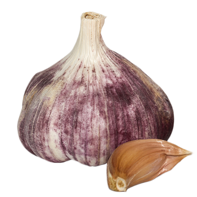 Vitlök Germidour