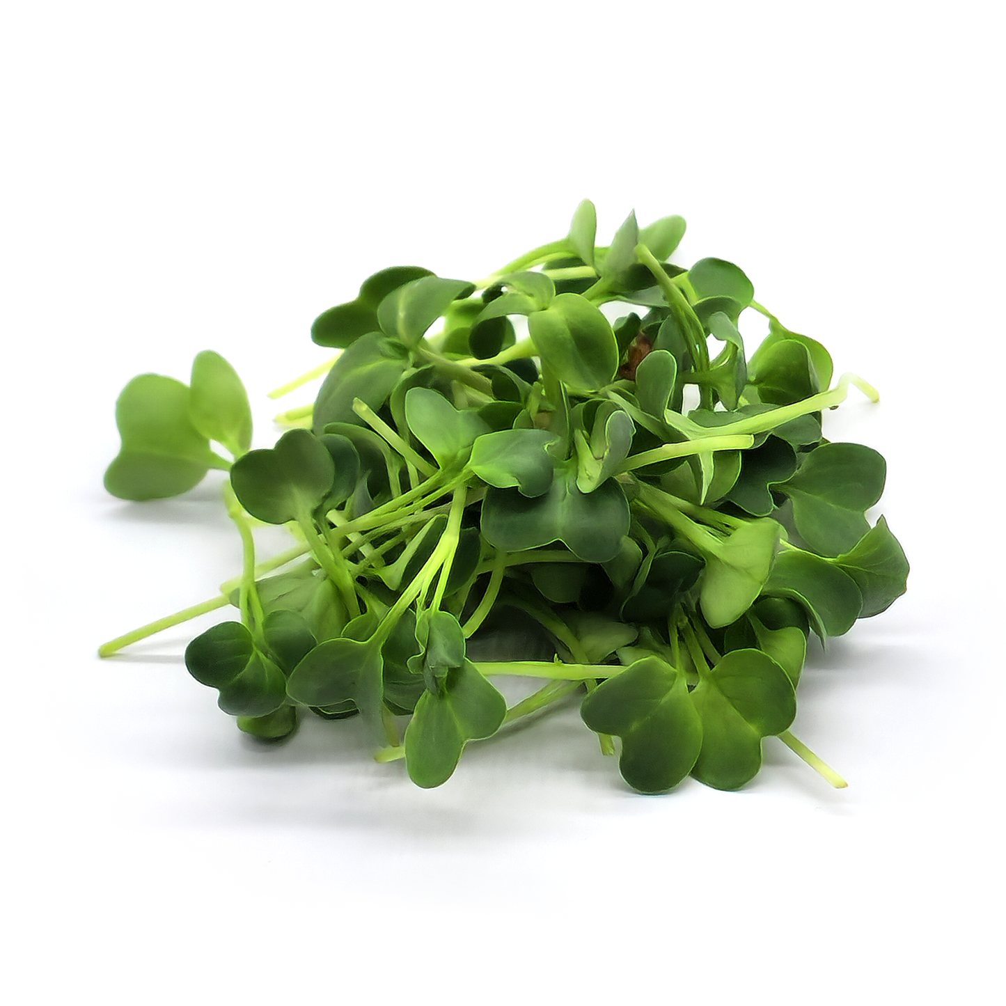 Rädisa Daikon