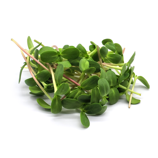 Sunflower for microgreens