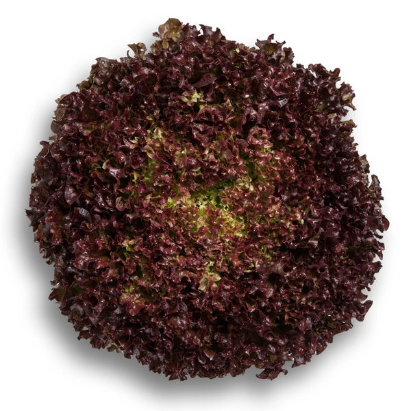 Lollo rosso Antonet RZ
