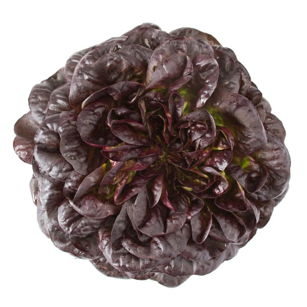 Butterheadsalanova Barlach RZ