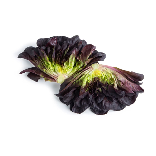 Butterheadsalanova Barlach RZ