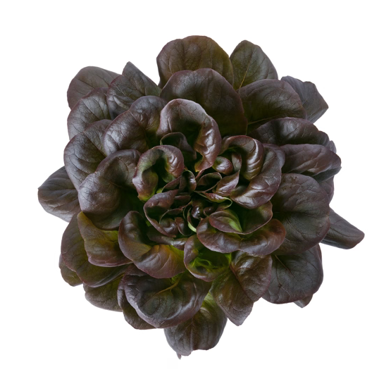 Butterheadsalanova Davinci RZ Knox ™