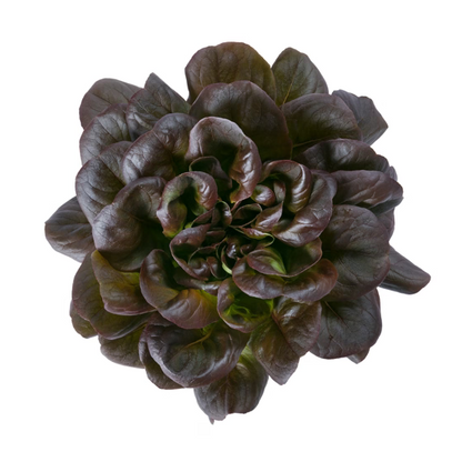 Butterheadsalanova Davinci RZ Knox ™