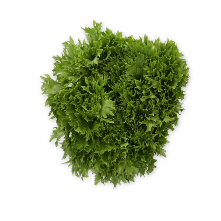Crisp Lettuce Nova Exabreeze RZ Knox ™