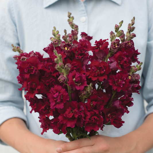 Antirrhinum Madame Butterfly Red
