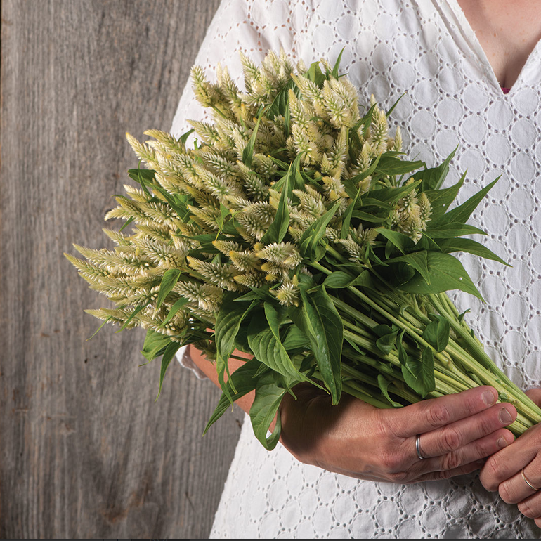 Celosia Celway White
