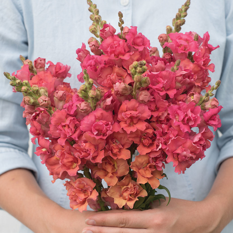 Antirrhinum Madame Butterfly Bronze