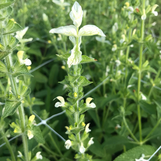 Salvia White Mist