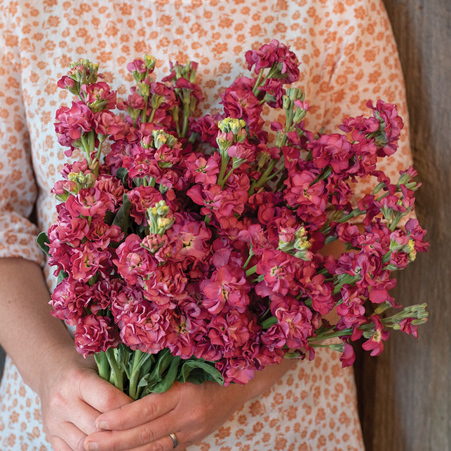 Matthiola Vintage Brown