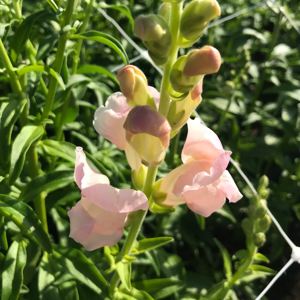 Antirrhinum Costa Silver