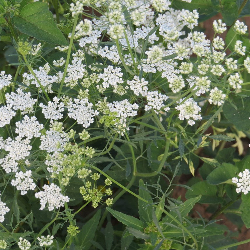 Ammi Vit