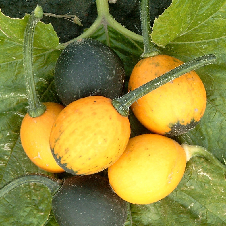 Goblin Eggs