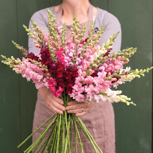 Antirrhinum Potomac Summer Berry Blend