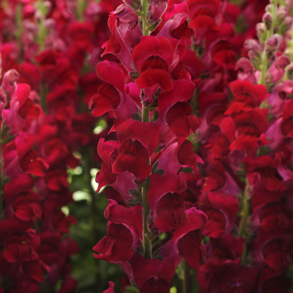 Antirrhinum Potomac Crimson