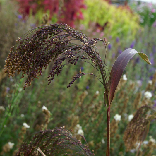 Panicum violaceum