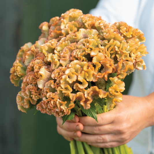 Celosia Crystal Beauty