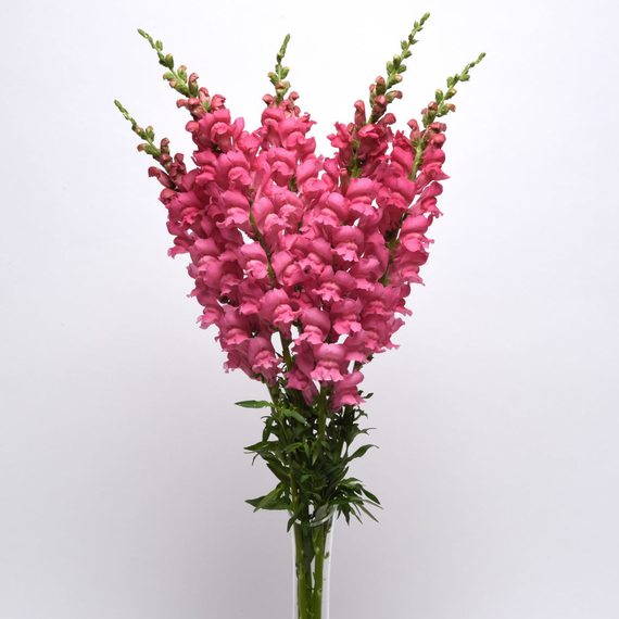 Antirrhinum Potomac Pink Improved