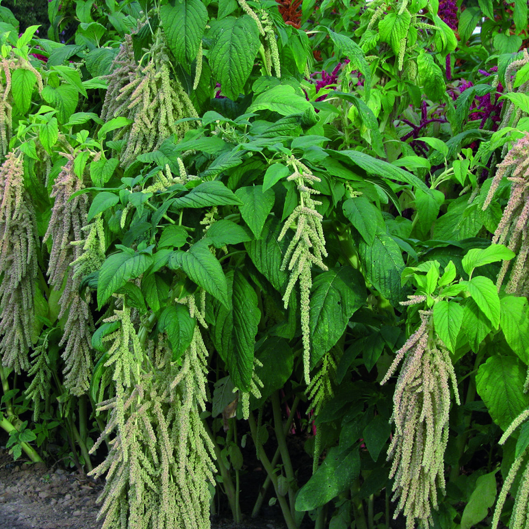 Amaranthus Viridis