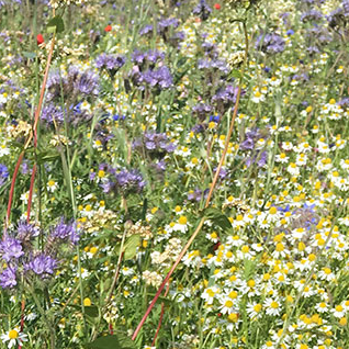 Semencos Blomsterblandning
