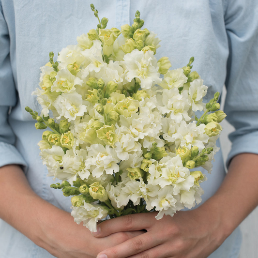 Antirrhinum Madame Butterfly Ivory