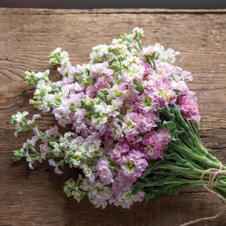 Matthiola Antique Pink