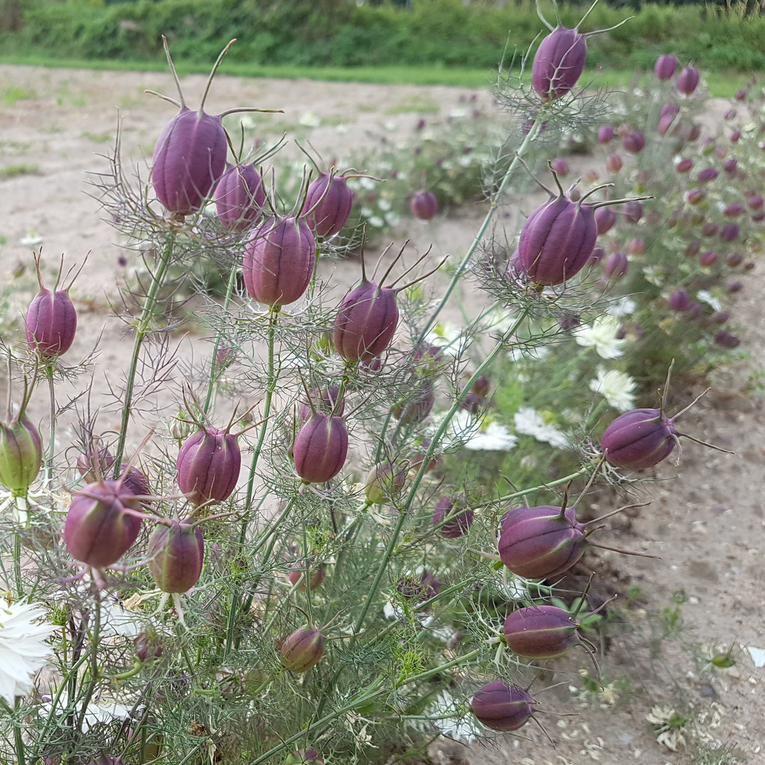 Nigella Black Pod