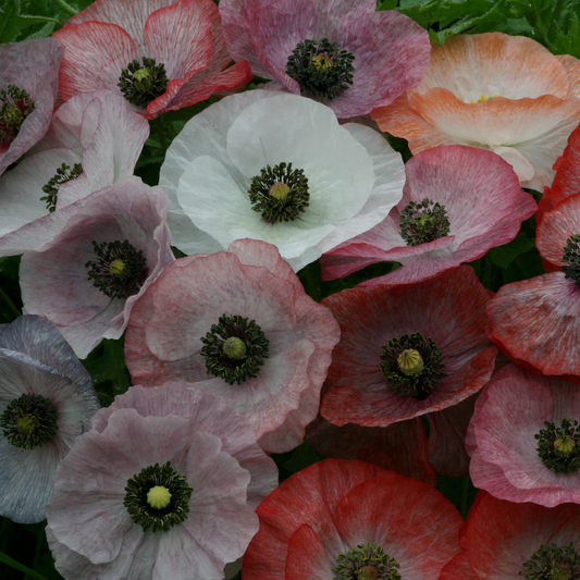Papaver Mother of pearl
