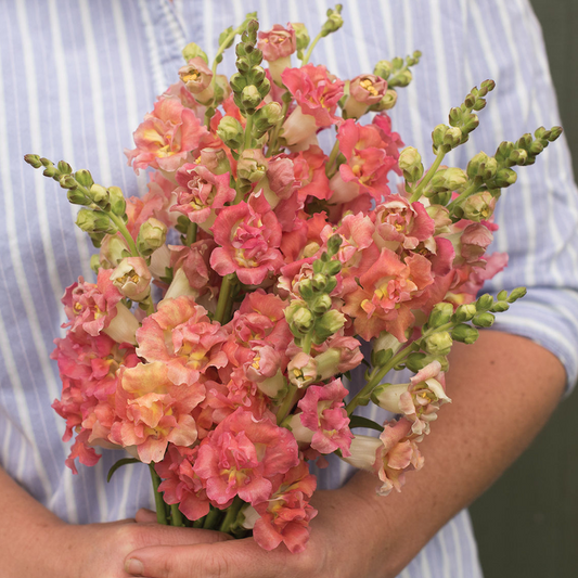 Antirrhinum Madame Butterfly Bronze with White