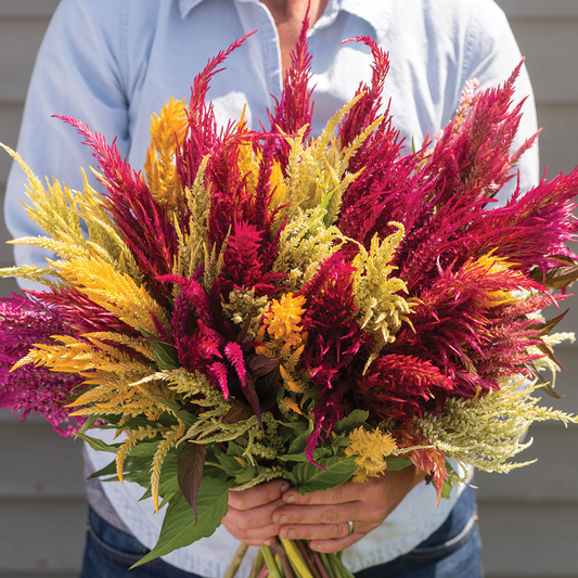 Celosia Pampas Plume
