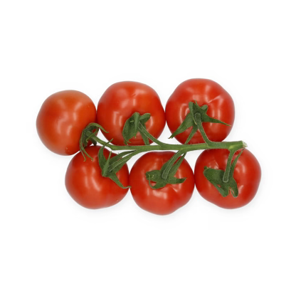 Gerdicia RZ F1
