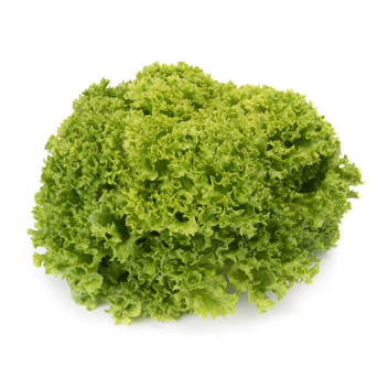 Lollo bionda Limassol RZ - BIO