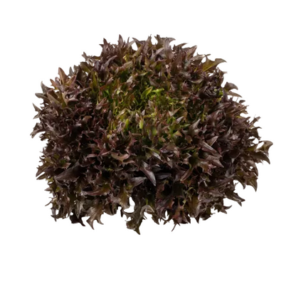 Krispsalanova Lumirex RZ Knox ™