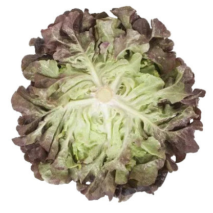 Ekbladssallat Macaï RZ
