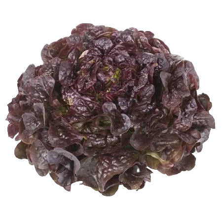 Ekbladssallat Macaï RZ
