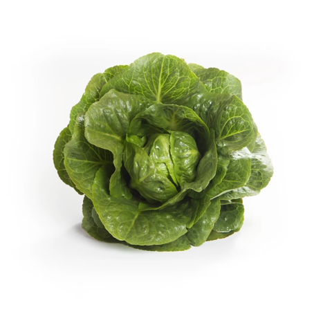Romaine Lettuce Rawley RZ