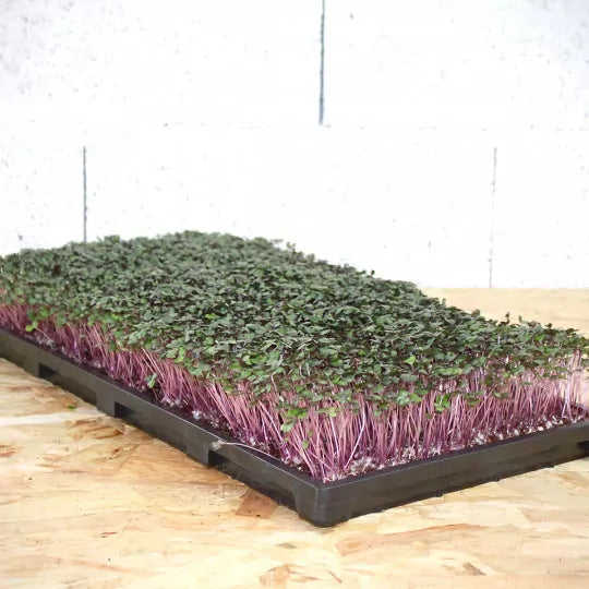 Plantbrätte