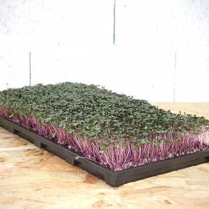 Plantbrätte