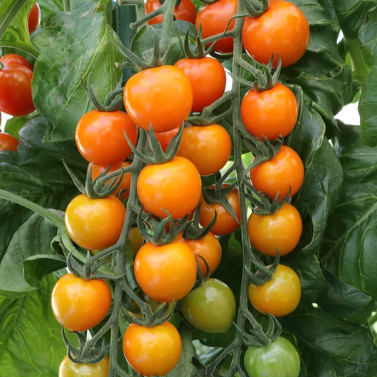 Sunorange F1