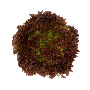 Lollo rosso Traject RZ - EKO