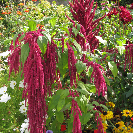 Amaranth Red