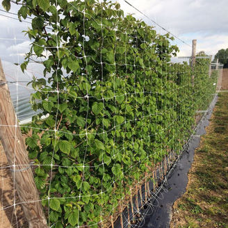 Picture of Stödnät 1 x 100 meter